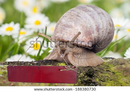 big Snail with empty sign in a garden / Snail