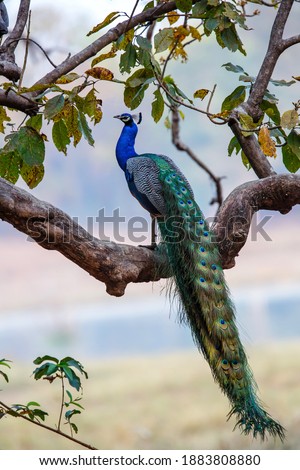 indian peafowl (Pavo cristatus), also known as the common peafowl, and blue peafowl- peacock- sitting in a tree in Kanha National Park in India Royalty-Free Stock Photo #1883808880