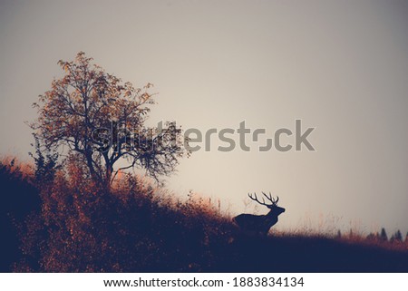 A reindeer shows (profile) in the early hours of an autumn day. The picture is taken in Rodopa mountain.