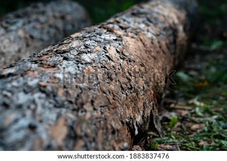 Trunks of fallen trees lie on the green grass in the forest. The brown bark of the tree is eaten by birds. Beautiful view of a fallen tree. Royalty-Free Stock Photo #1883837476