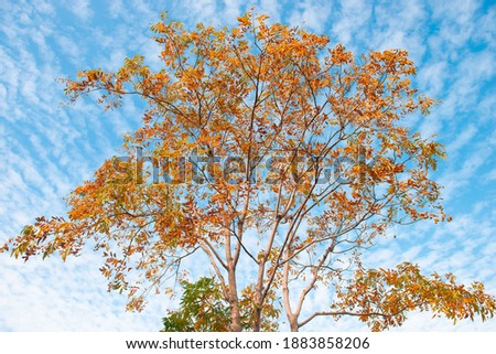 Autumn, yellow leaves under blue sky, long sky in background