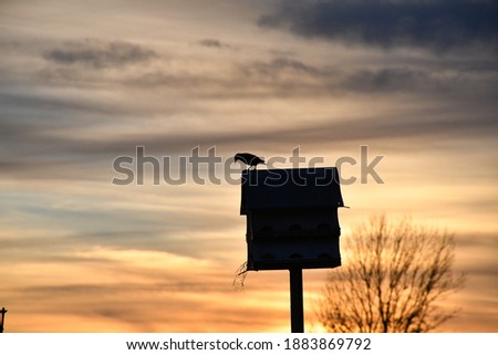 Bird on a birdhouse during a sunset
