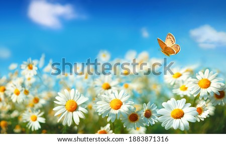 Spring summer landscape with field flowers of daisies and fluttering butterfly on background blue sky with clouds in nature. Colorful artistic image beauty of environment.