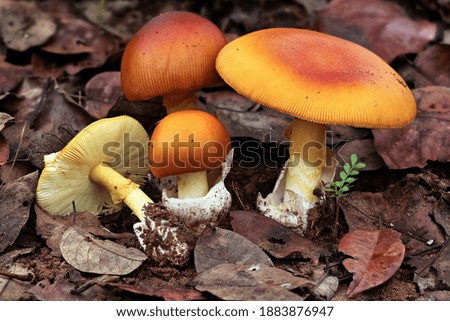 A Bunch of Mushrooms in a Frame Closeup Picture