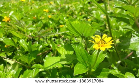 This picture shows grass with a yellow flower. Grass, any of many low, green, nonwoody plants belonging to the grass family (Poaceae), the sedge family (Cyperaceae), and the rush family (Juncaceae).