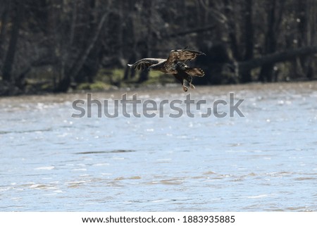 Juvenile Bald Eagle hunting for fish