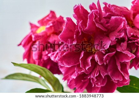 Beautiful Peony purple over a light concrete background. Horizontal composition. Text for congratulations on Valentine's Day or wedding.