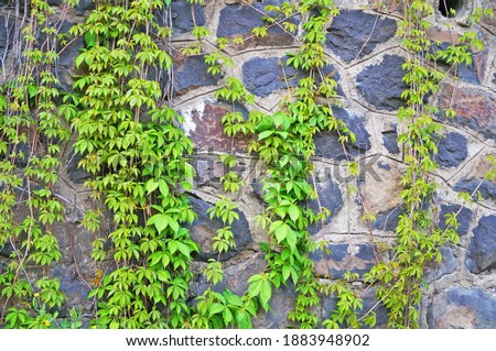 Wild grapes with green bright leaves weave along a tall stone gray wall on a sunny spring day                             