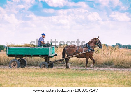 The jockey is driving the cart. Unusual mode of transport. Royalty-Free Stock Photo #1883957149
