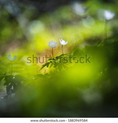 A beautiful white wood anemone flowers blooming on the forest ground in natural habitat. Spring scenery of Northern Europe.