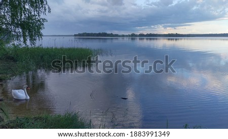 Lake before a thunderstorm and a swan near the shore