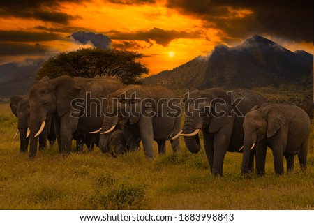 Beautiful pictures of Africa sunset and sunrise with elephants  