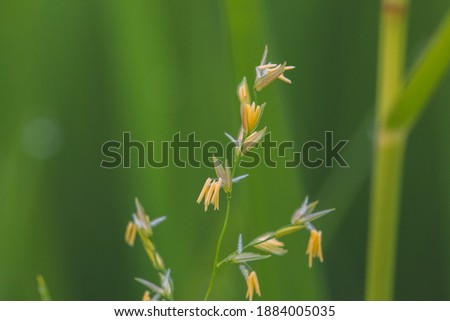 Rice flower with green background.