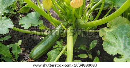 Zucchini plant with green fruits and blooming buds growing in the garden soil bed outdoors on a sunny summer day. Royalty-Free Stock Photo #1884008800