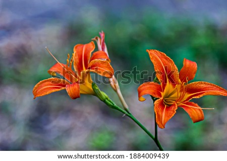 Yellow flowers of Madonna Lily or Lilium candidum on blurred green background, Sofia, Bulgaria    