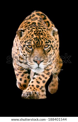 An isolated black leopard, with piercing eyes and bared teeth, ready to attack its prey in the wild. A ferocious predator on the prowl. Royalty-Free Stock Photo #188401544