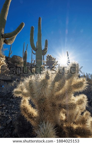 Desert sun shining through cacti