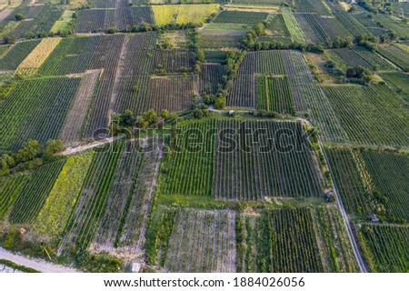 
Vineyards in Kakheti from drone
