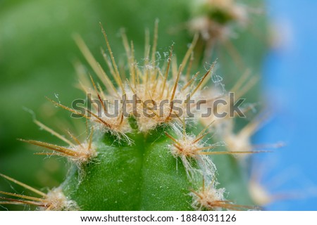 Macro of cactus thorns. The thin, stiff needle-like tips of cacti are actually modified leaves.