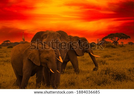 Beautiful pictures of Africa sunset with elephants 