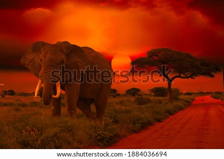 Beautiful pictures of Africa sunset with elephant