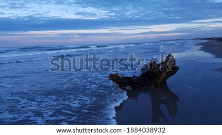 the tree deck sea shore