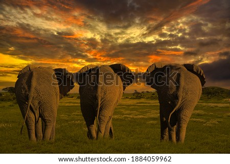 Beautiful pictures of Africa sunset and sunrise with elephants 