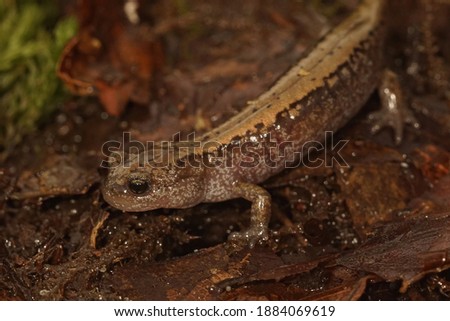 Close up of a Siberian salamander, salamandrella keyserlingii 