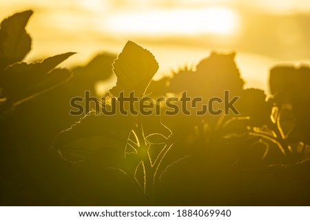 Sunflowers against the sunset light in art soft focus photo
