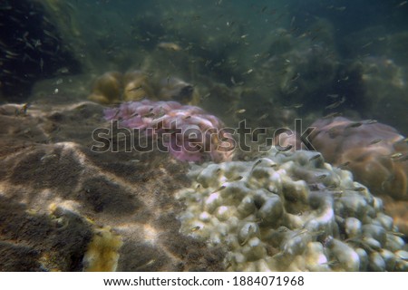 Small fish schooling among coral reefs      