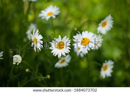 Beautiful Chamomile Flowers Grow In Garden Outdoors In Summer.