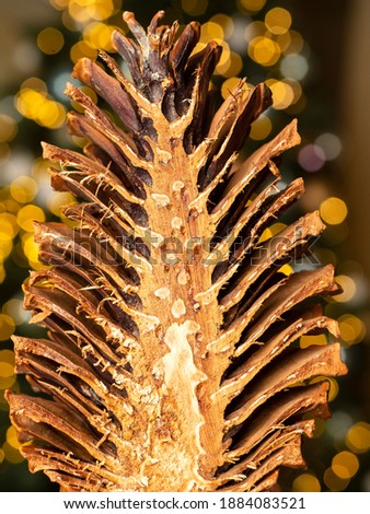Cutted Christmas pinecone, half-chopped with resin