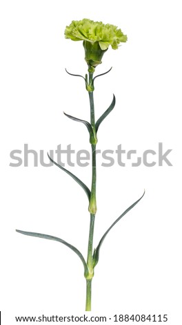 Side view of a green Carnation flower (Dianthus) in full bloom on a long stem with leaves, isolated on a white background