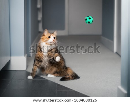 Cat playing fetch with ball. Cat in motion with paw raised, ready to catch the ball in the air. Concept for mental and physical stimulation for pets or cats natural instinct hunting. Selective focus. Royalty-Free Stock Photo #1884088126