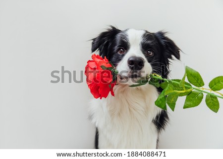 St. Valentine's Day concept. Funny portrait cute puppy dog border collie holding red rose flower in mouth isolated on white background. Lovely dog in love on valentines day gives gift Royalty-Free Stock Photo #1884088471