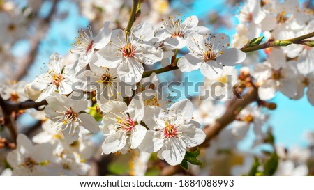 Plum blossoms. White plum flowers on a background of light blue sky Royalty-Free Stock Photo #1884088993