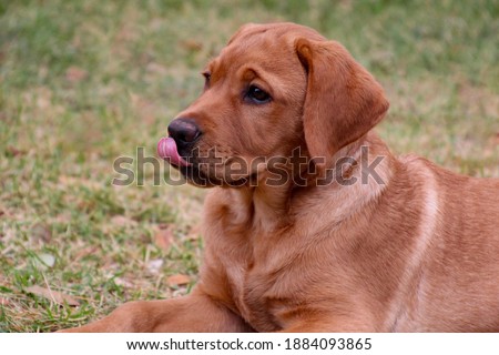Closeup of isolated fox red Labrador retriever puppy lying on grass and leaves with his tongue out licking his lips with shallow depth of field Royalty-Free Stock Photo #1884093865