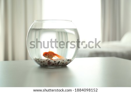 Beautiful bright goldfish in aquarium on table at home. Space for text
