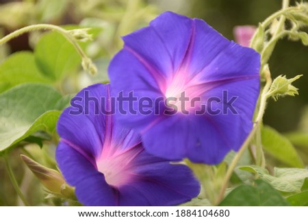 Closeup of purple blue colored field bindweed flowers in full bloom. Stock Photo