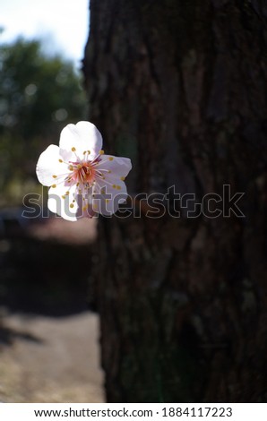 White Flowers of Japanese Apricot in Full Bloom
