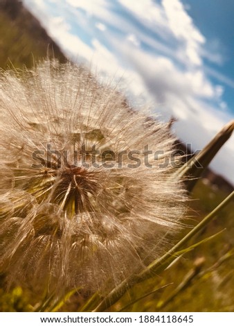 Beautiful dandelion in nature. Picture displays the feeling of dreaming or wishing. 