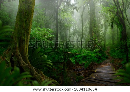 Tropical asian jungle with wood bridge  Royalty-Free Stock Photo #1884118654