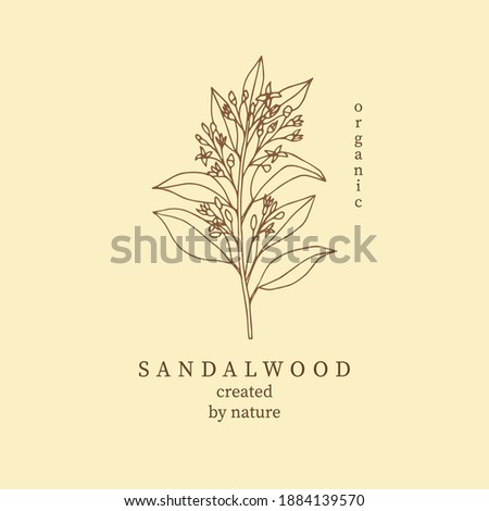 Sandalwood vector illustration. Botanical design Royalty-Free Stock Photo #1884139570