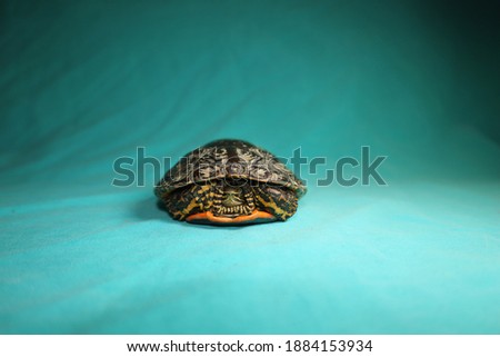 terrapin, turtle isolated on a green background. Caspian turtle or striped neck terrapin (Mauremys caspica) Close up of a reptile. tortoise, Reptiles, animal, animals, pets, pet, wildlife, wild nature