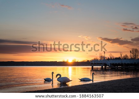 Swans on the shore of the lake. Sunrise on the beach. Birds on the background of the rising sun. Dawn over the water.