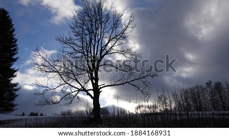 Isolated tree in the foreground - blue sky with gray clouds