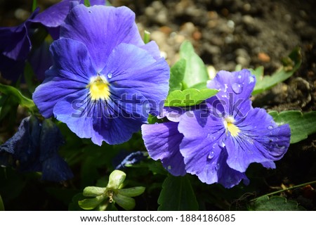 Beautiful blue pansy flowers in a garden.