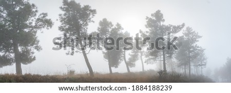 Morning orange landscape in the mountains. Rays of light through the fog and the trees
