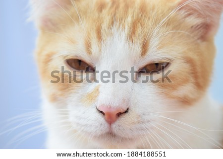 Beautiful photo of a cute and healthy cat