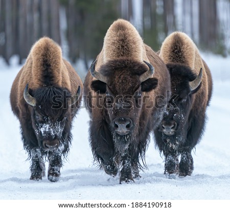 Kings of the Road - Three Bison bulls claim right-of -way down the road and no one is going to argue. Yellowstone National park.  Royalty-Free Stock Photo #1884190918